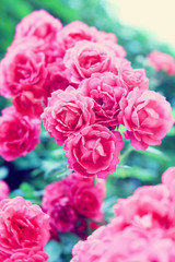 pink rose bush in the garden