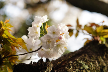 山桜の花