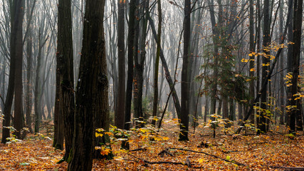 Las Zwierzyniecki, Polska złota jesień, Białystok,Podlasie, Polska © podlaski49