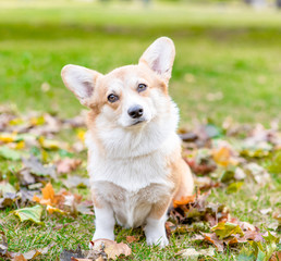 Portrait of a Corgi puppy sitts in autumn park