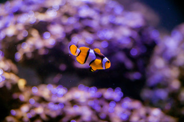 Fototapeta na wymiar Blurred the Ocellaris Clownfish in marine aquarium.Orange nemo clown fish. 