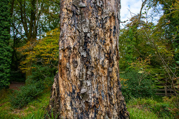 Close up of a weathered tree trunk in autumn