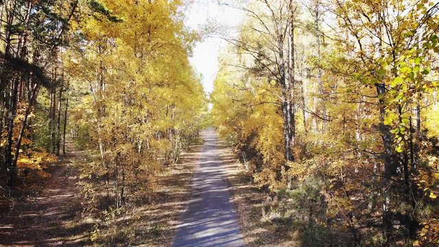 Videography from a drone in the autumn forest. Wild deciduous and mixed forest is painted in autumn colors.
