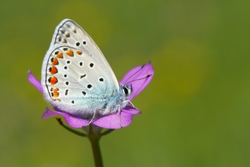 Polyommatus icarus 672