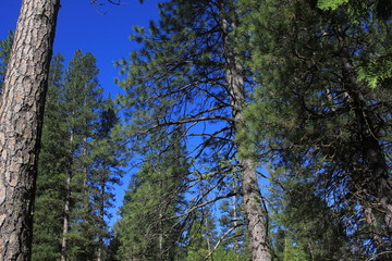 Fototapeta premium Yosemite National Park
