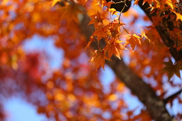 紅葉の風景/山中湖
