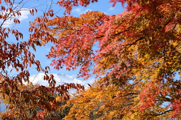 紅葉の風景/山中湖