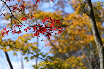 紅葉の風景/山中湖