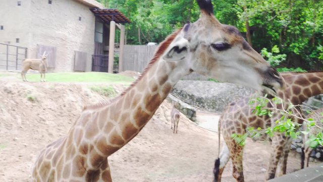 Eating giraffe's food In an open zoo.