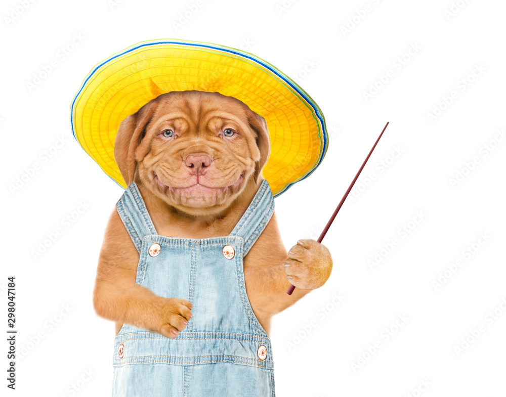Poster Smiling puppy farmer with summer hat and pointing stick points on empty space. isolated on white background