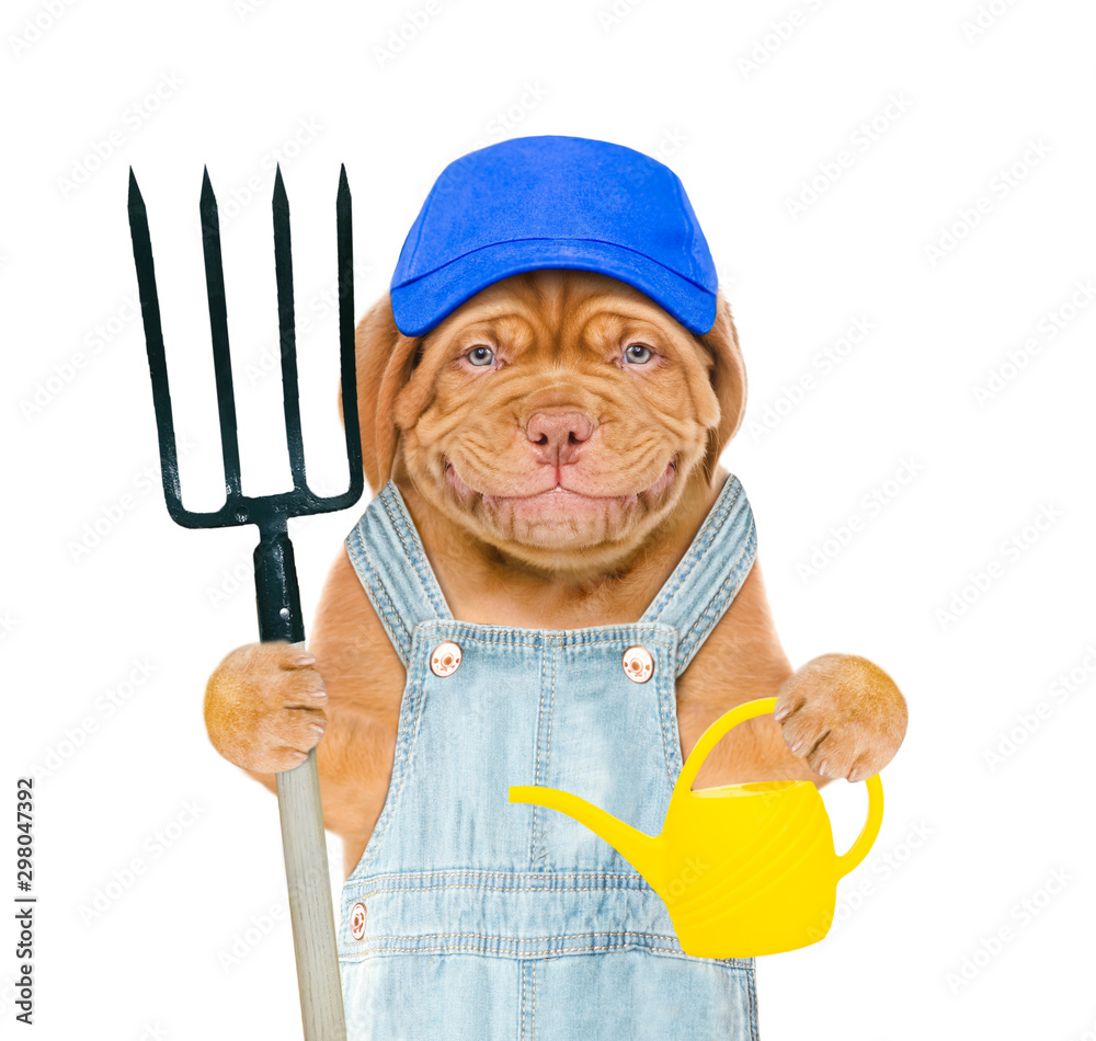 Poster smiling puppy farmer wearing a blue cap holds a watering can and pitchfork. isolated on white backgr