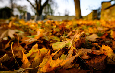 Autumn leaves seen fallen within an old cemetery with the image taken during early evening.