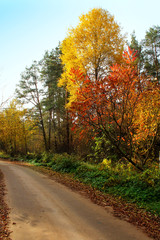 Forest in October.  Beautiful autumn landscape