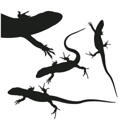 Silhouette of lizards, vector image in flat style