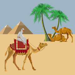 Arab man rides a camel in the desert