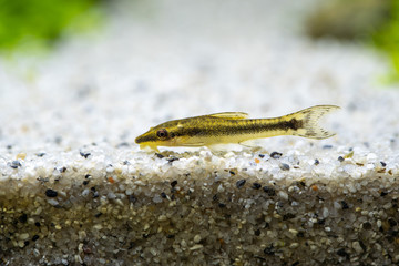 Otocinclus sp. dwarf sucker mouth