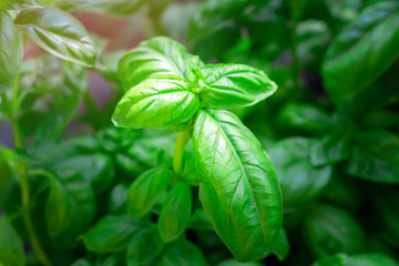 Close-up on young basil herb Ocimum basilicum plant growing in the garden.