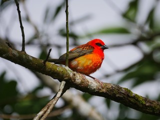 Red bird perching on tree branch