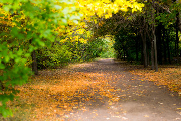  Photograph of tree leaves and autumn road