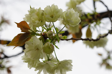 鬱金桜の花