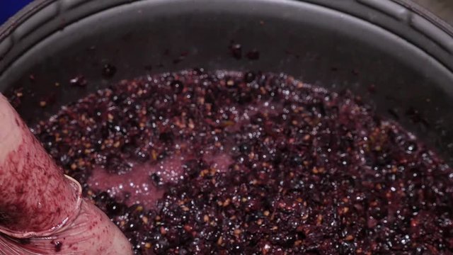 Closeup hand squeezes grapes and makes wine