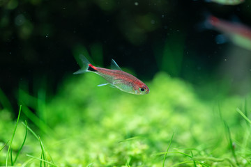 Ruby tetra (Axelrodia riesei) in aquatic plants tank