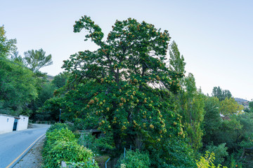 A century-old chestnut tree in the city of Capileira