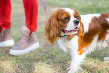  Cavalier king charles spaniel