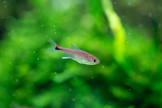 Ruby tetra (Axelrodia riesei) in aquatic plants tank