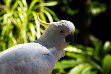 Cockatoo