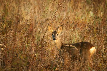 Roe deer standing on meadow