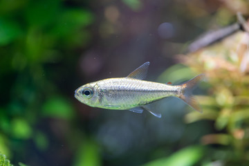 Fototapeta premium Platinum Copei Tetra a color variation of Moenkhausia copei