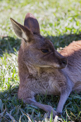 young kangaroo