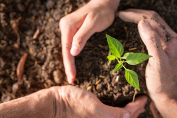 The hand of a man who is planting plants into his field.