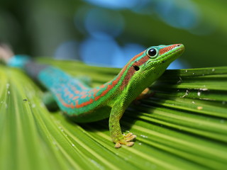 Turquoise and blue and green gecko posing on palm tree leaf