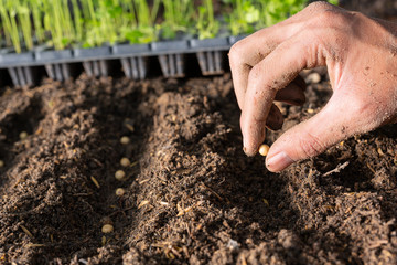 The hand of a man who is planting plants into his field.