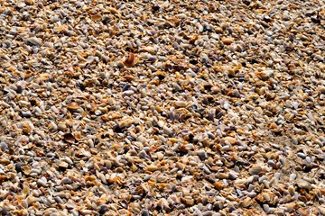 Crush Sea Shells on the beach surf background