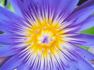 Beautiful lotus flowers blooming Close up
