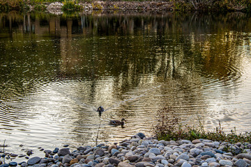 Twilight Duck Swim
