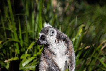 Lemur