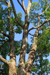 公園の楠と青空