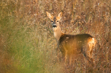 Naklejka na ściany i meble Roe deer standing on meadow