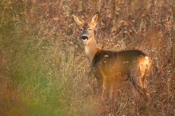 Roe deer standing on meadow