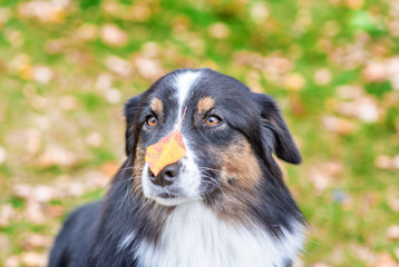 Australian shepherd dog with leaf on the nose looks at camera in autumn park