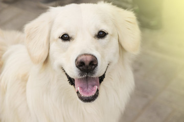 happy dog breed Labrodor, light fawn. on a light background, close-up, selective focus, soft bluer