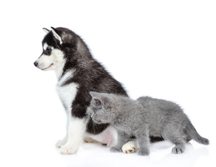 Fototapeta premium Siberian Husky puppy and british kitten look away together. isolated on white background