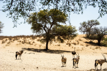Fototapeta na wymiar African Game Reserve In The Desert