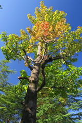 朝の公園の黄葉の百合の木と青空