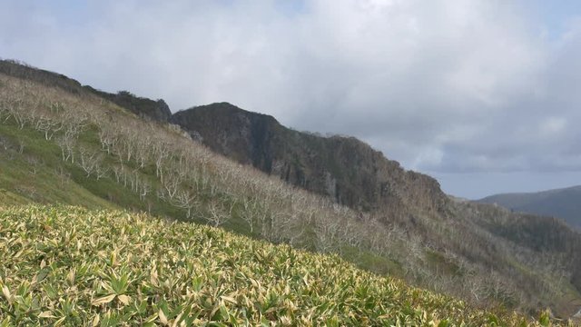 高地の笹と険しい岩山