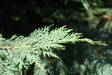 Close view of foliage of Port Orford cedar